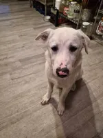 Atlas, a male Great Pyrenees and White Shepherd for sale in Rich Square, NC – 2 of 7
