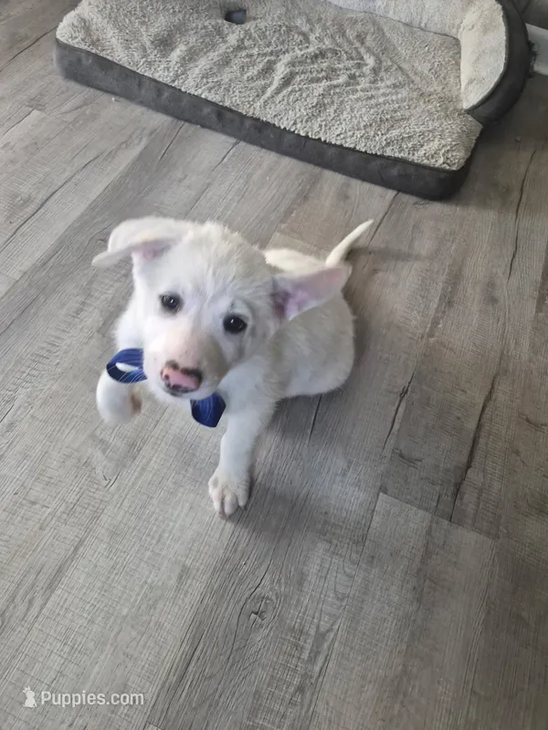 Atlas – German Shepherd Dog, Great Pyrenees puppy for sale in Rich Square, NC