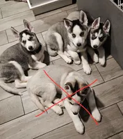 No names just nick names, a male Siberian Husky for sale in West Chicago, IL – Photo 1 of 2