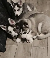 No names just nick names, a male Siberian Husky for sale in West Chicago, IL – Photo 2 of 2