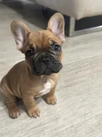 Zorra , a female French Bulldog for sale in San Pablo, CA – 3 of 4