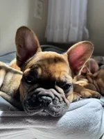 Zorra , a female French Bulldog for sale in San Pablo, CA – 4 of 4