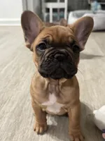 Zorra , a female French Bulldog for sale in San Pablo, CA – 2 of 4