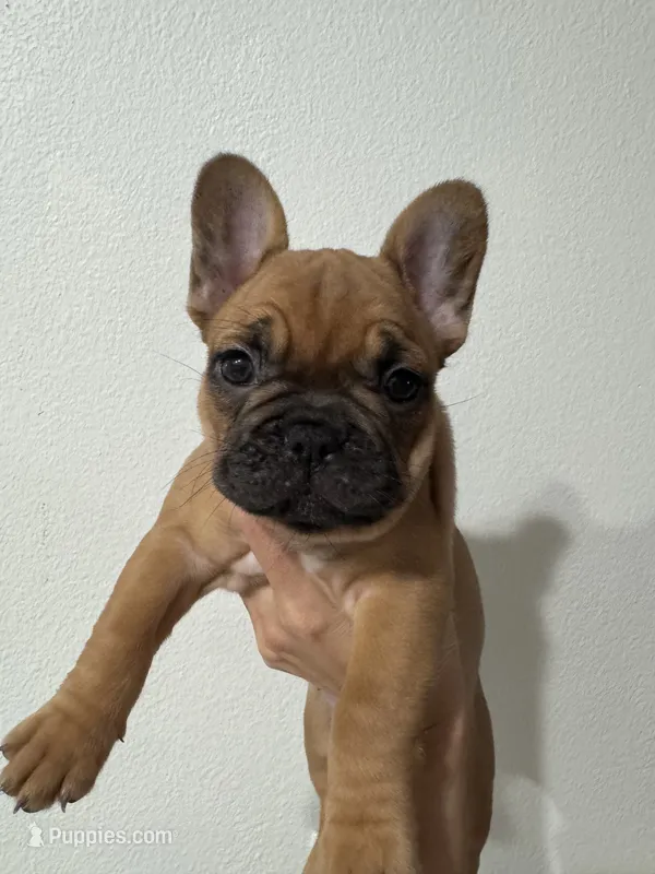 Zorra  – French Bulldog puppy for sale in San Pablo, CA