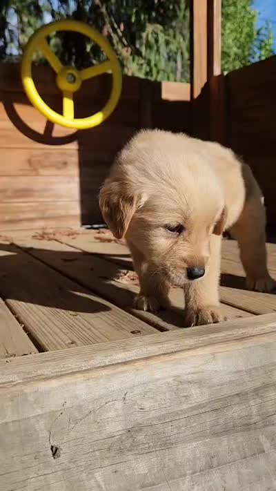 Golden retriever , a male Golden Retriever for sale in Littlerock, CA – 5 of 9