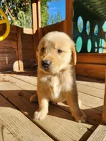 Golden retriever , a male Golden Retriever for sale in Littlerock, CA – 7 of 9