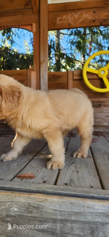 Daisy, a female Golden Retriever for sale in Littlerock, CA – 1 of 2