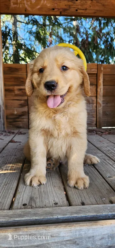 Alvin – Golden Retriever puppy for sale in Littlerock, CA