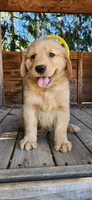 Alvin, a male Golden Retriever for sale in Littlerock, CA – 1 of 1