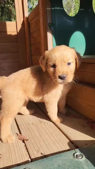 Golden retriever , a female Golden Retriever for sale in Littlerock, CA – 3 of 4