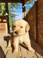 Golden retriever , a male Golden Retriever for sale in Littlerock, CA – 1 of 9