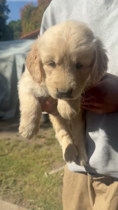 Daisy, a female Golden Retriever for sale in Littlerock, CA – 2 of 2