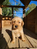 Golden retriever , a male Golden Retriever for sale in Littlerock, CA – 2 of 9