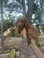 Goldendoodle , a female Goldendoodle for sale in Littlerock, CA – 3 of 4