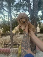 Goldendoodle , a female Goldendoodle for sale in Littlerock, CA – 2 of 4
