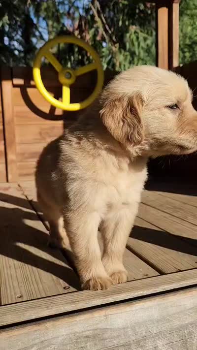 Golden retriever , a male Golden Retriever for sale in Littlerock, CA – 8 of 9