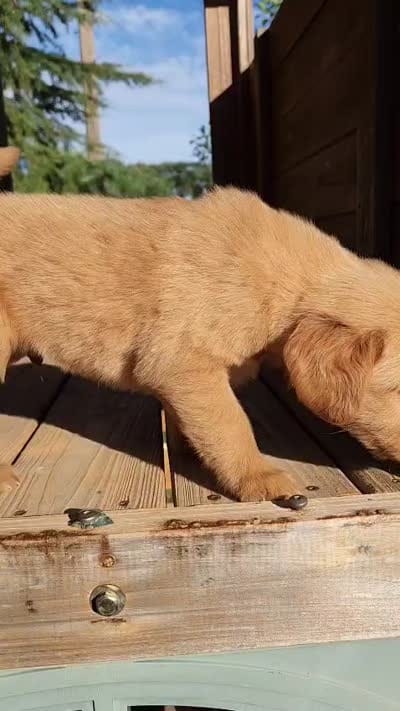 Golden retriever , a male Golden Retriever for sale in Littlerock, CA – 9 of 9