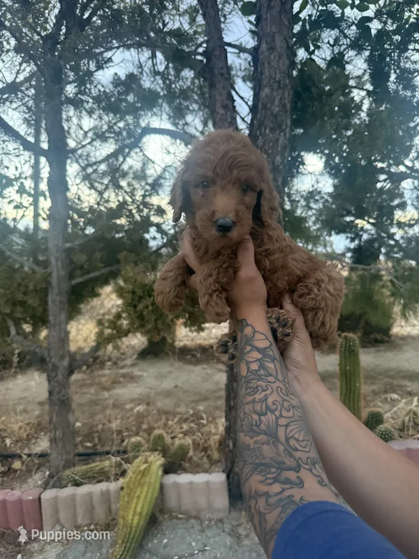 Goldendoodle  – Goldendoodle puppy for sale in Littlerock, CA