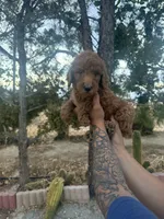 Goldendoodle , a female Goldendoodle for sale in Littlerock, CA – 4 of 4