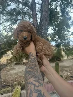 Goldendoodle , a female Goldendoodle for sale in Littlerock, CA – 1 of 4