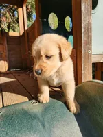 Golden retriever , a male Golden Retriever for sale in Littlerock, CA – 4 of 9
