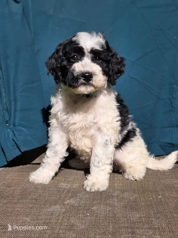 Winter – Portuguese Water Dog, Poodle - Miniature  puppy for sale in Yacolt, WA