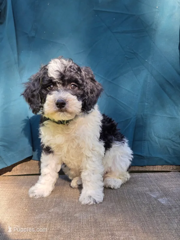 River – Portuguese Water Dog, Poodle - Miniature  puppy for sale in Yacolt, WA