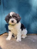 River, a male Portuguese Water Dog and Poodle - Miniature  for sale in Yacolt, WA – 1 of 8