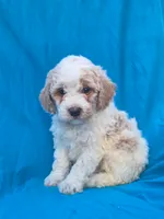 Jasper, a male Portuguese Water Dog and Poodle - Miniature  for sale in Yacolt, WA – 4 of 6
