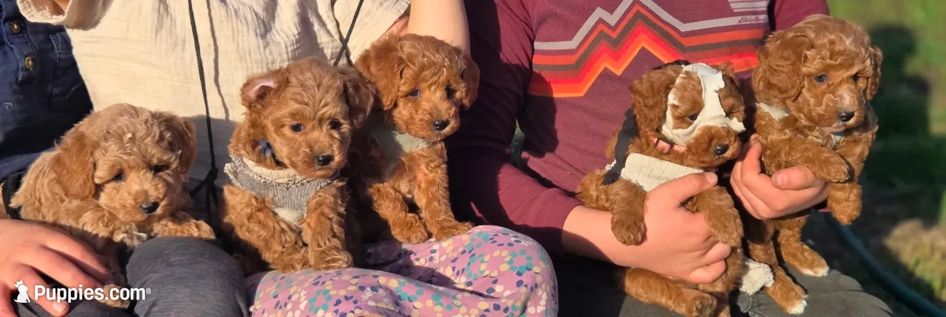 Ralf, a male Poodle - Miniature  for sale in Yacolt, WA – 5 of 7
