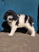Pippi, a female Portuguese Water Dog and Poodle - Miniature  for sale in Yacolt, WA – 3 of 9