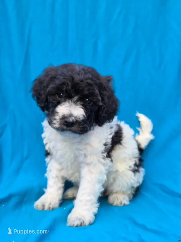 Pippi – Portuguese Water Dog, Poodle - Miniature  puppy for sale in Yacolt, WA