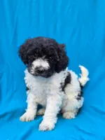 Pippi, a female Portuguese Water Dog and Poodle - Miniature  for sale in Yacolt, WA – 1 of 5