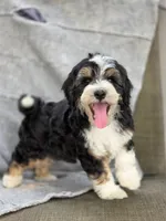 Freddy , a male Sheepadoodle for sale in Yacolt, WA – 2 of 8