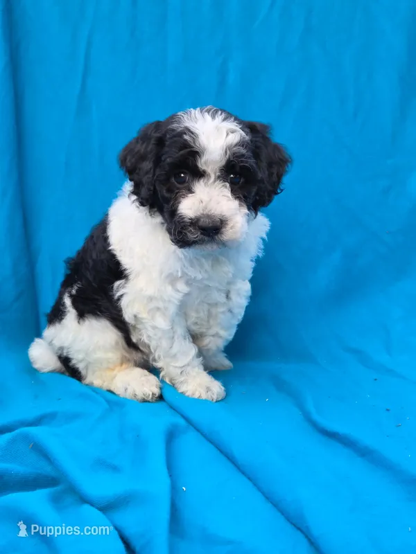 Winter – Portuguese Water Dog, Poodle - Miniature  puppy for sale in Yacolt, WA