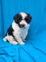 Winter, a female Portuguese Water Dog and Poodle - Miniature  for sale in Yacolt, WA – 1 of 7