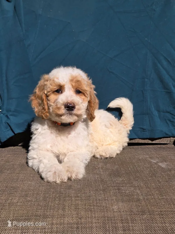 Cookie – Portuguese Water Dog, Poodle - Miniature  puppy for sale in Yacolt, WA