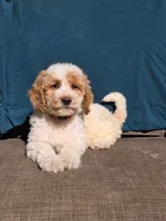 Cookie, a female Portuguese Water Dog and Poodle - Miniature  for sale in Yacolt, WA – 1 of 10