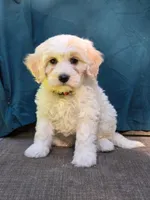 Bubbles, a female Portuguese Water Dog and Poodle - Miniature  for sale in Yacolt, WA – 3 of 9