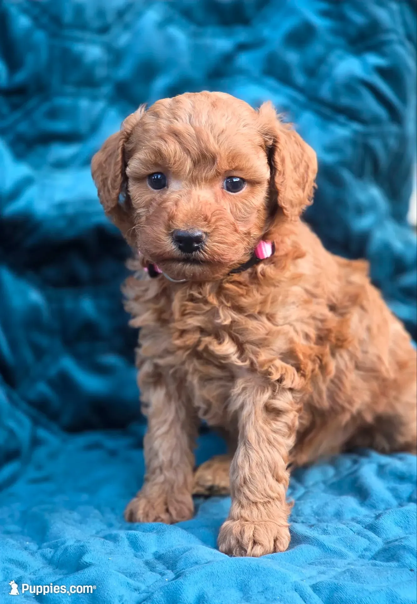 Sydney , a male Poodle - Miniature  for sale in Yacolt, WA – 6 of 9
