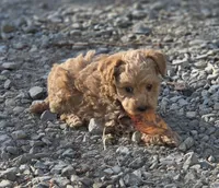 Ralf, a male Poodle - Miniature  for sale in Yacolt, WA – 2 of 7