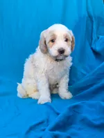 Pebbles, a male Portuguese Water Dog and Poodle - Miniature  for sale in Yacolt, WA – 4 of 5