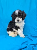 River, a male Portuguese Water Dog and Poodle - Miniature  for sale in Yacolt, WA – 2 of 4