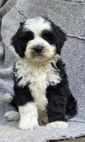 Candy, a female Sheepadoodle for sale in Yacolt, WA – 3 of 7