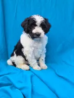 Winter, a female Portuguese Water Dog and Poodle - Miniature  for sale in Yacolt, WA – 5 of 7