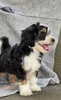 Freddy , a male Sheepadoodle for sale in Yacolt, WA – 5 of 8
