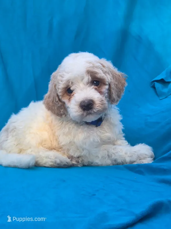 Jasper – Portuguese Water Dog, Poodle - Miniature  puppy for sale in Yacolt, WA