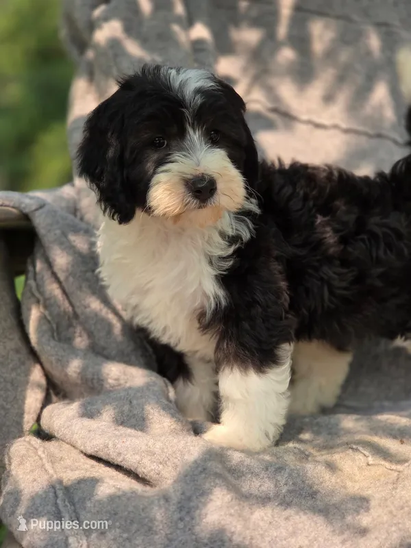 Sage – Sheepadoodle puppy for sale in Yacolt, WA