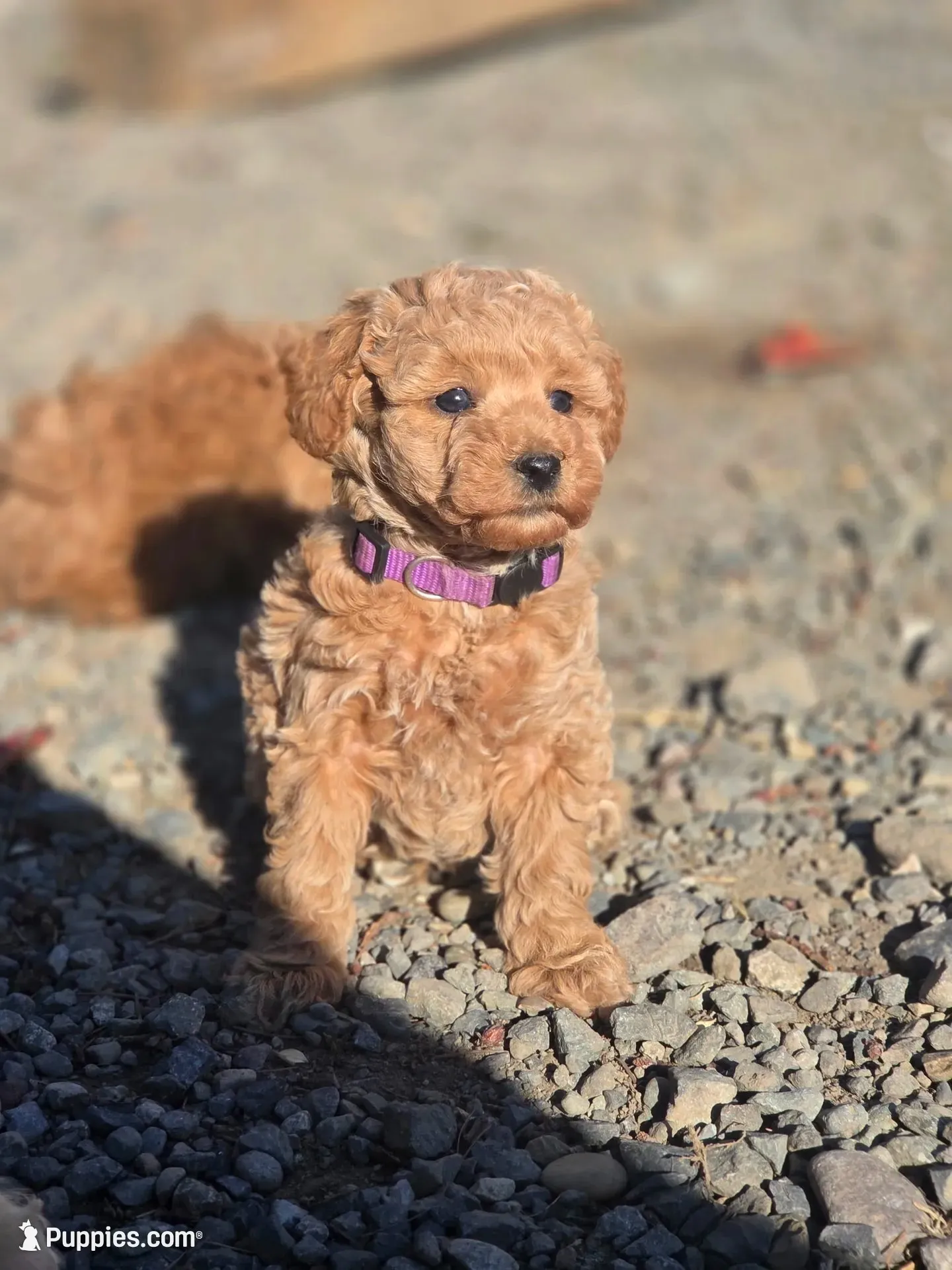 Larky, a female Poodle - Miniature  for sale in Yacolt, WA – 2 of 6