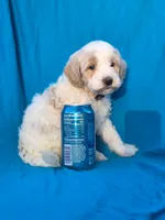 Pebbles, a male Portuguese Water Dog and Poodle - Miniature  for sale in Yacolt, WA – 5 of 5